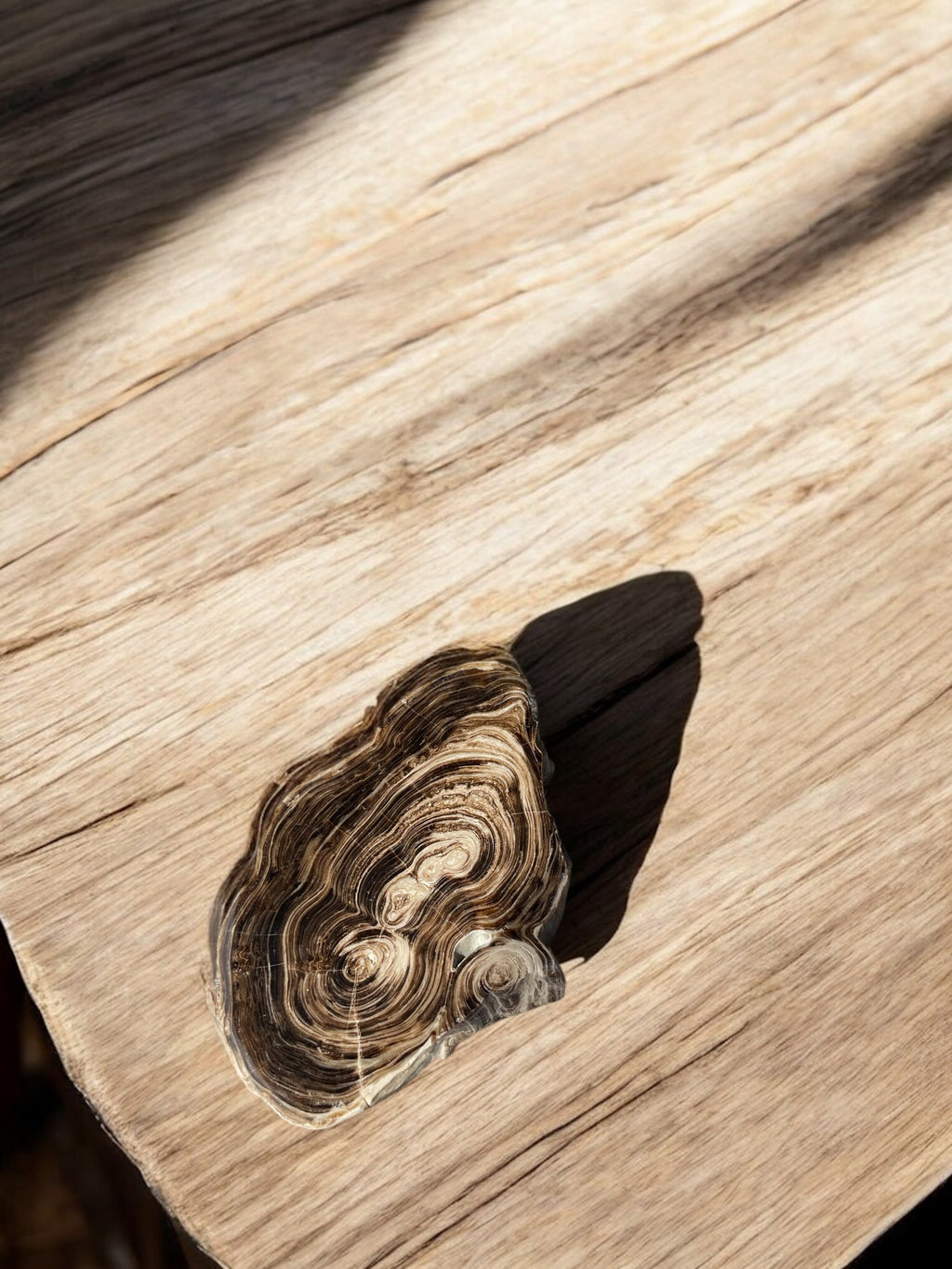 Bruine (Chocolade) Calciet Schijf