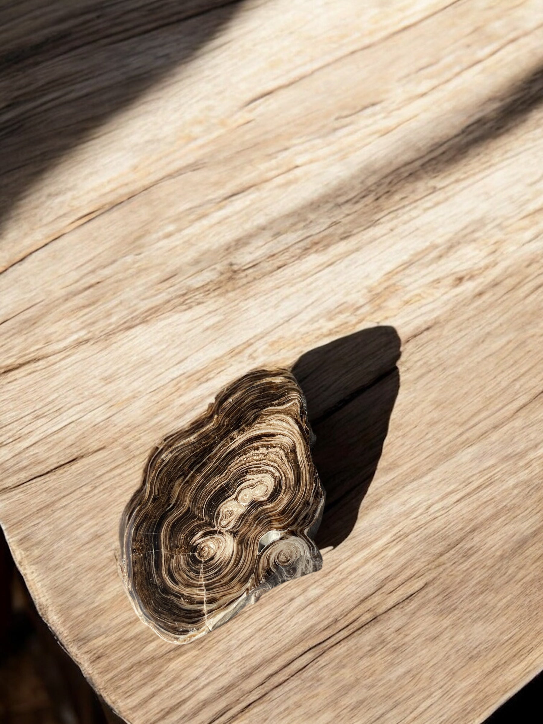 Bruine (Chocolade) Calciet Schijf